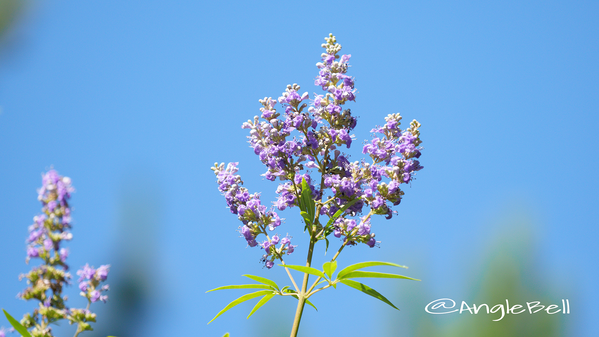 セイヨウニンジンボク 西洋人参木 Flower Photo2