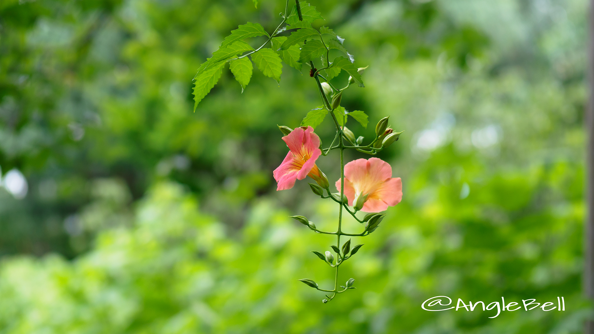 ノウゼンカズラ Flower Photo4