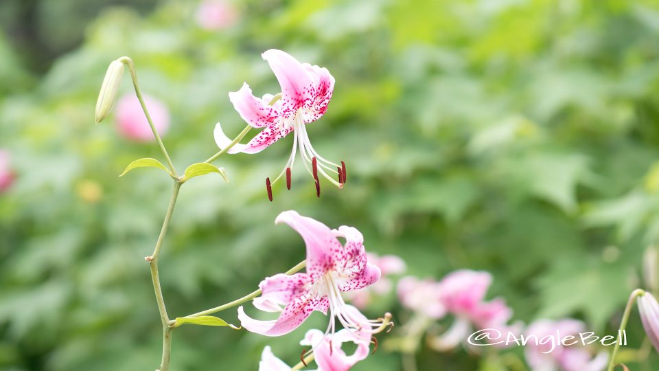 カノコユリ 鹿の子百合