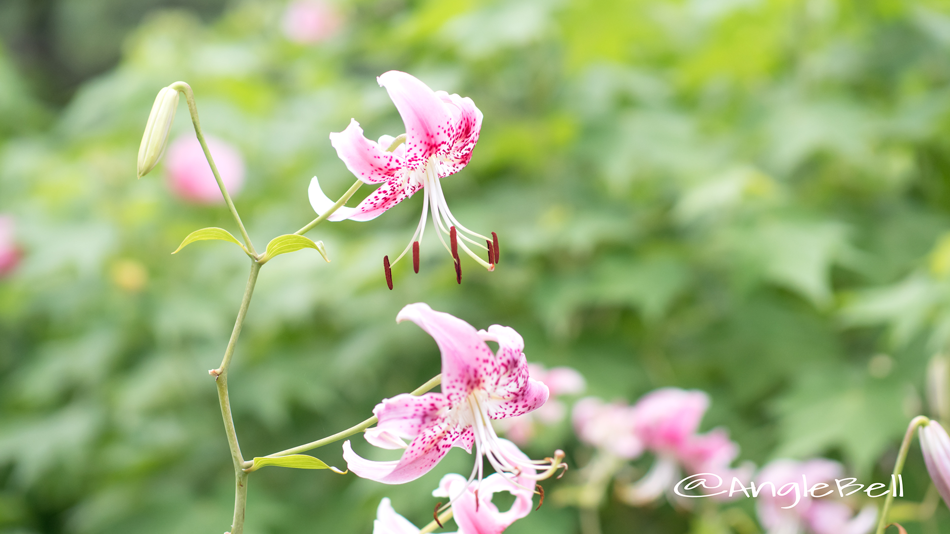 カノコユリ 鹿の子百合 Flower Photo2