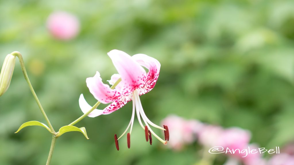 カノコユリ 鹿の子百合 Flower Photo1