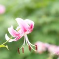 カノコユリ 鹿の子百合 Flower Photo1