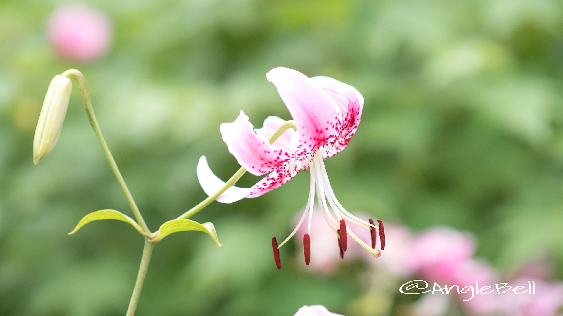 カノコユリ 鹿の子百合 Flower Photo3