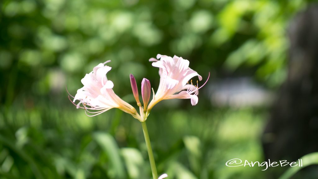 ナツズイセン 夏水仙 Flower Photo1