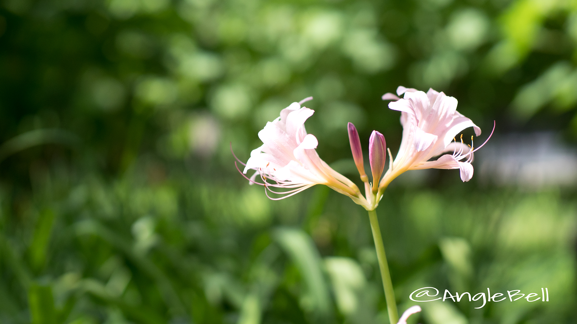 ナツズイセン 夏水仙 Flower Photo2