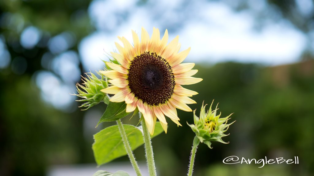 ヒマワリ ルビーエクリプス Flower Photo7