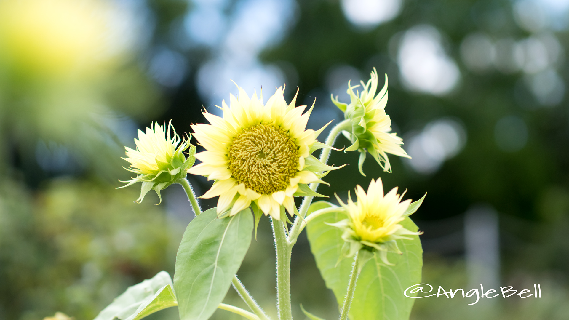 ヒマワリ セーラームーン Flower Photo3