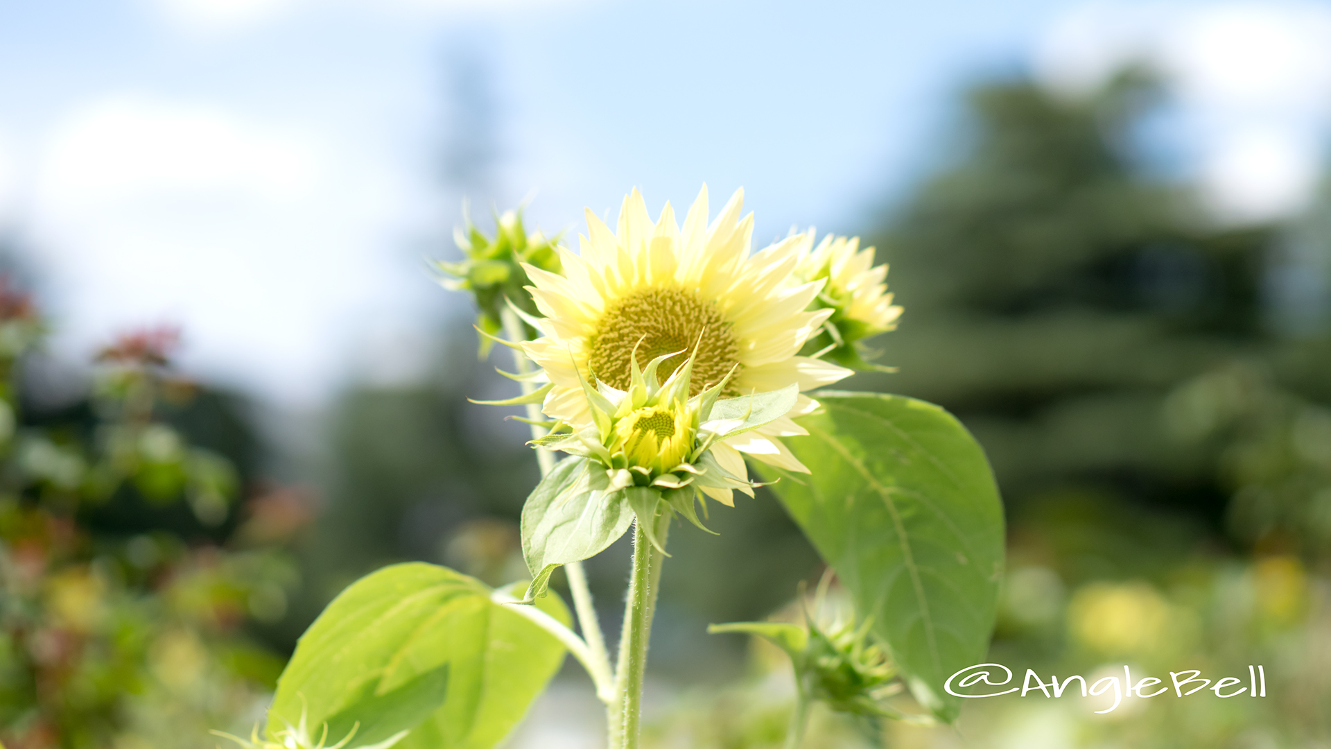 ヒマワリ セーラームーン Flower Photo5
