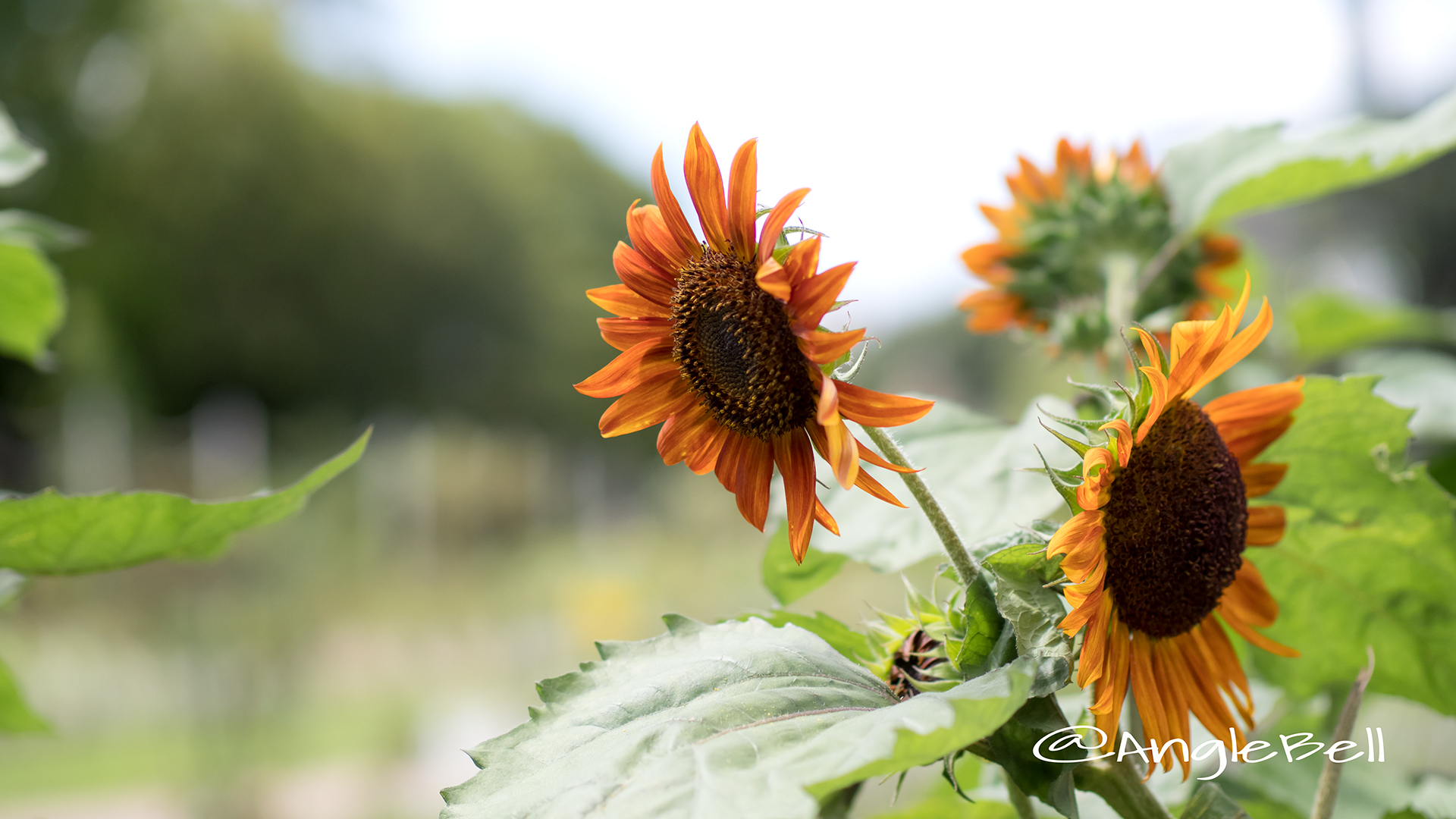 ヒマワリ クラレット Flower Photo6