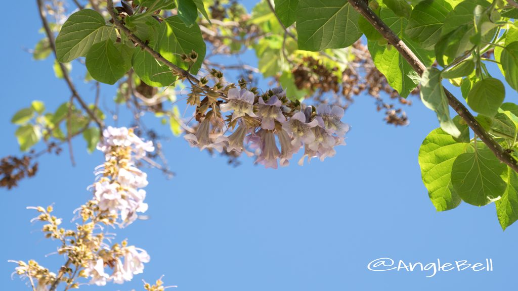 キリ 桐 Flower Photo1
