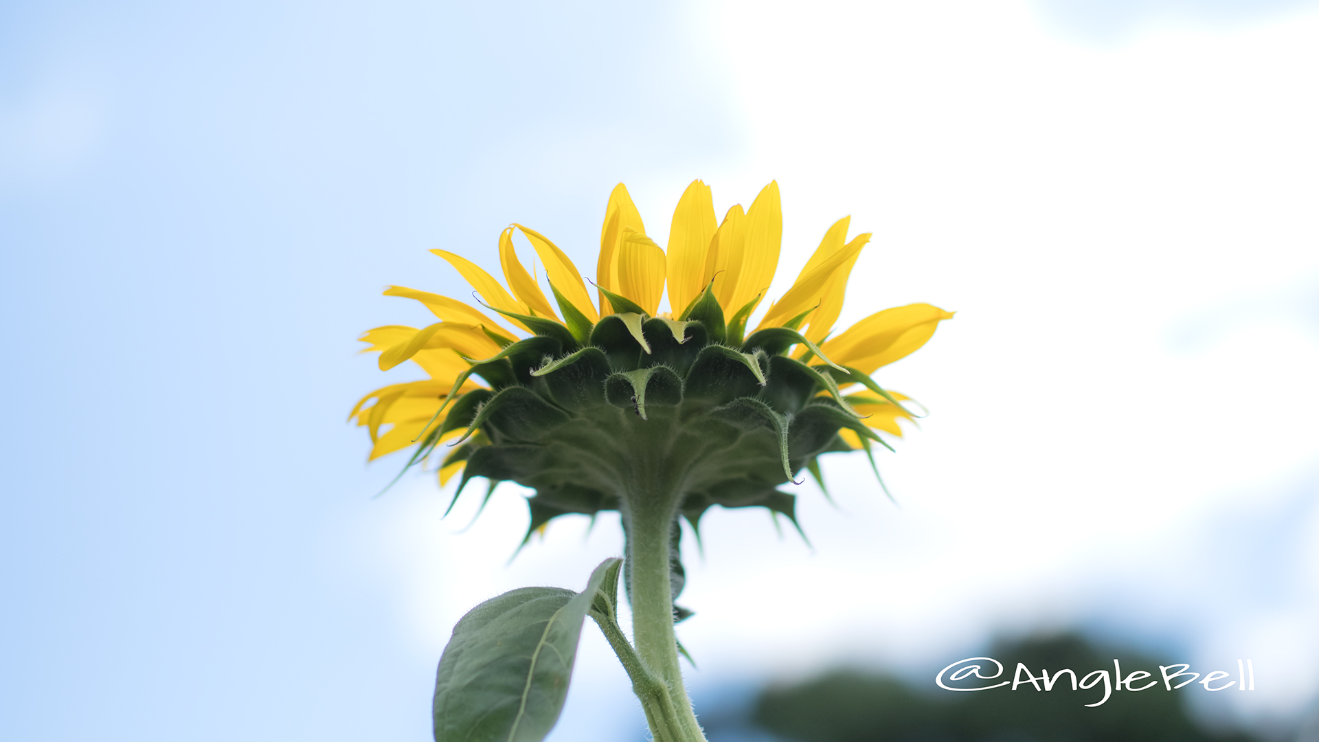 ヒマワリ ビューティフルサン Flower Photo8