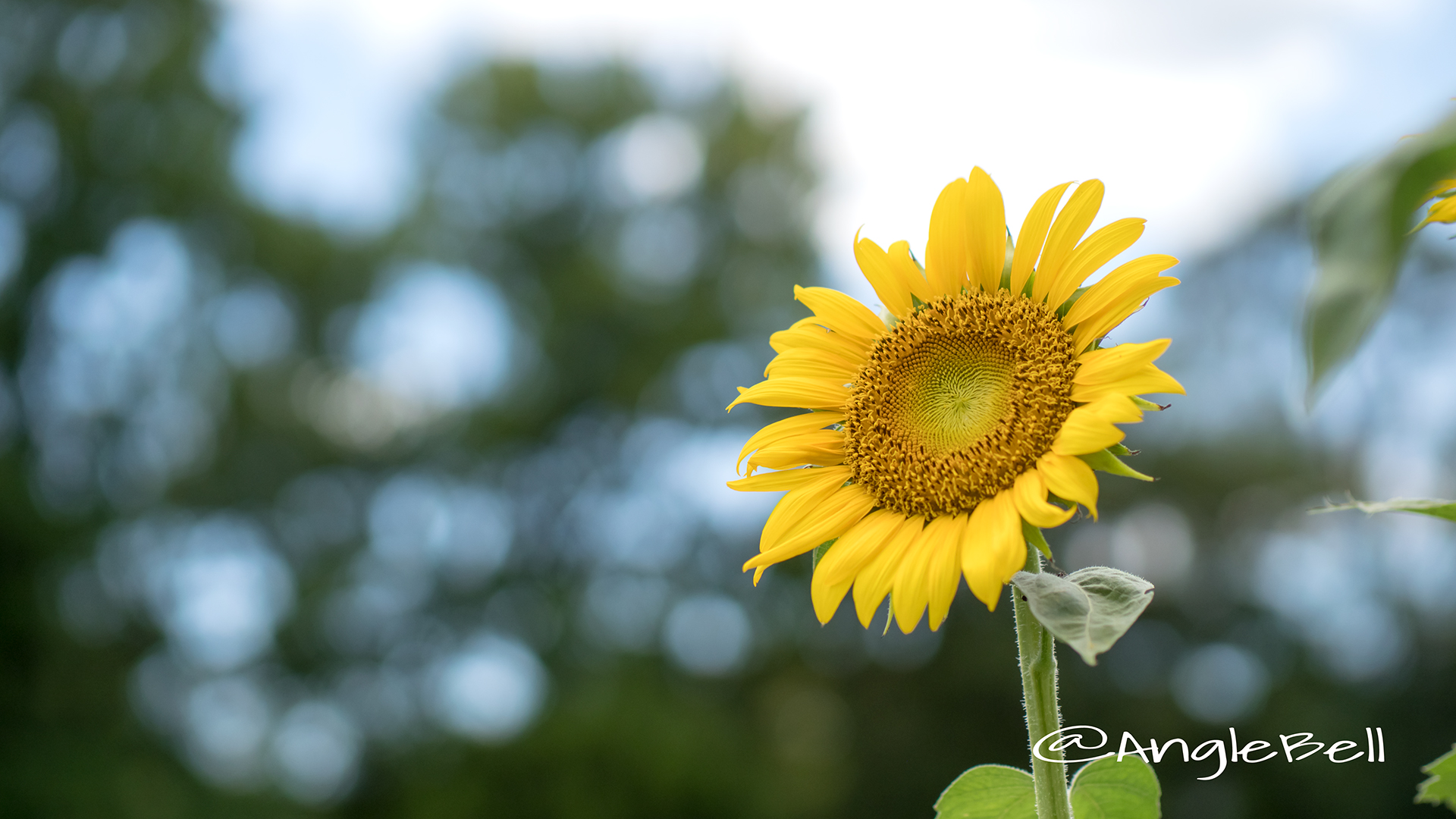 ヒマワリ ビューティフルサン Flower Photo7