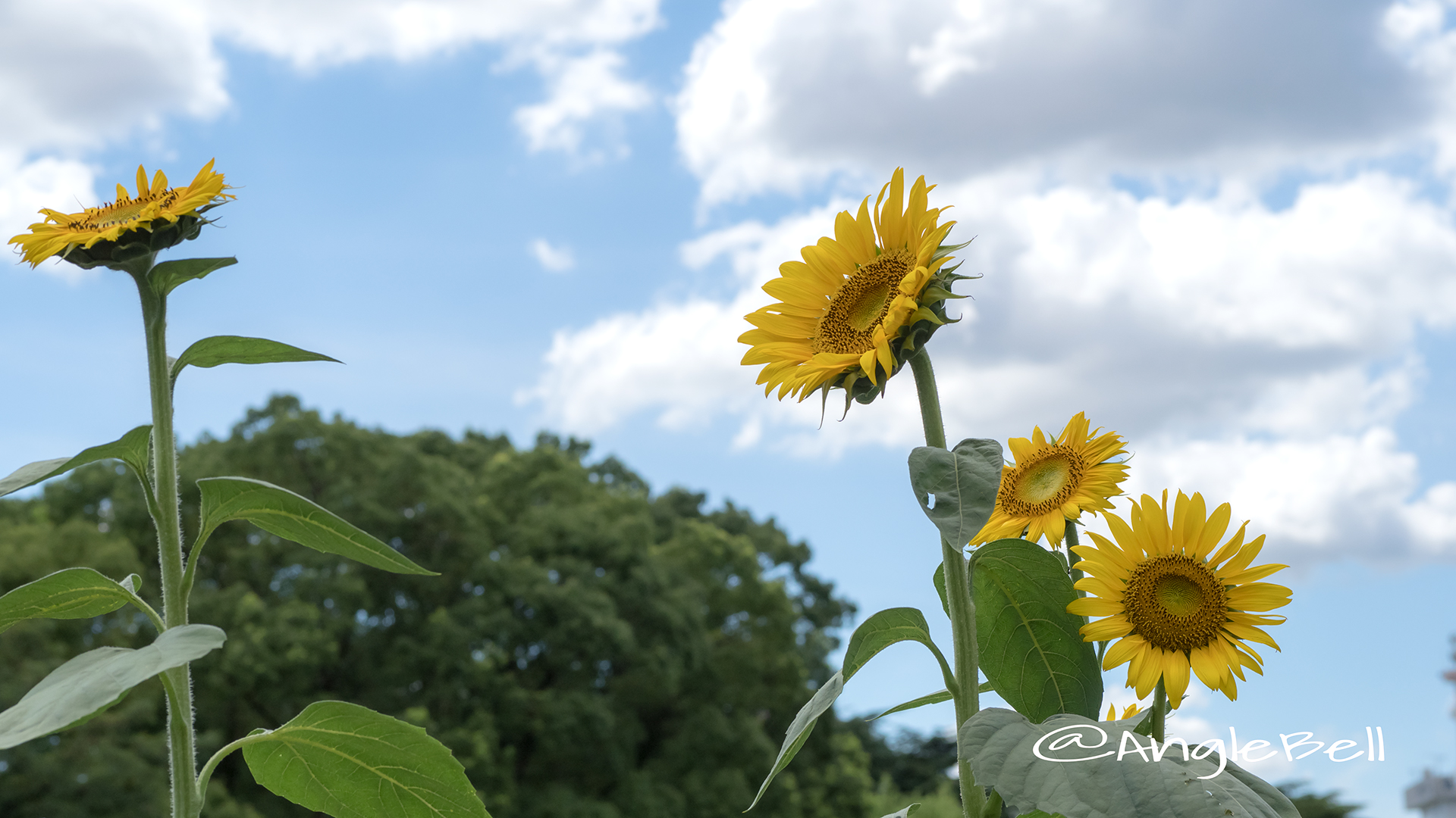 ヒマワリ ビューティフルサン Flower Photo6