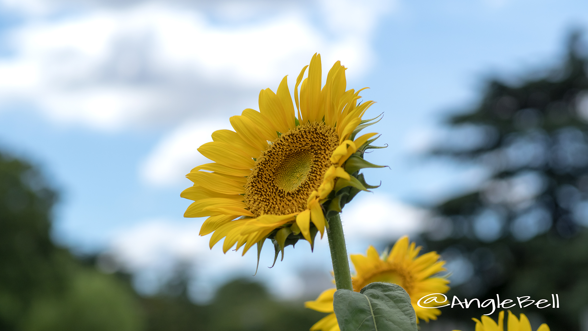 ヒマワリ ビューティフルサン Flower Photo9