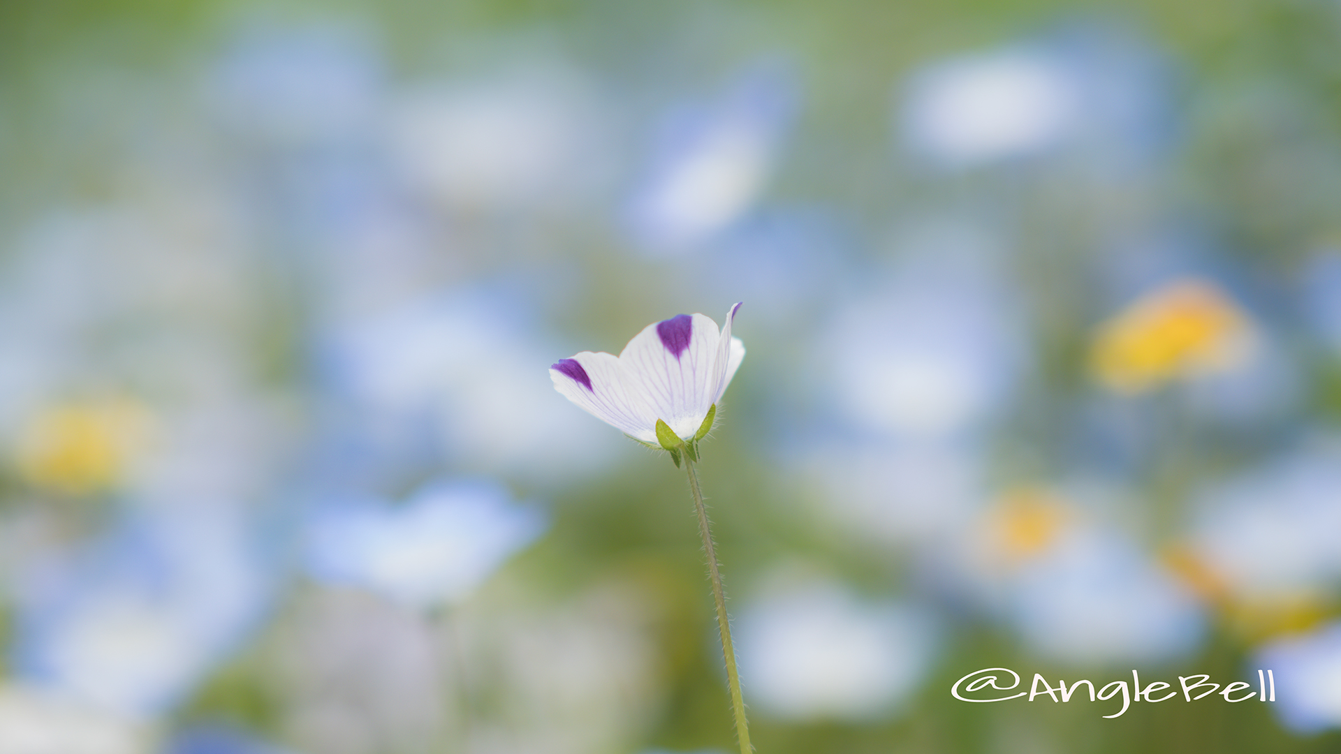 ネモフィラ・マキュラータ Flower Photo2