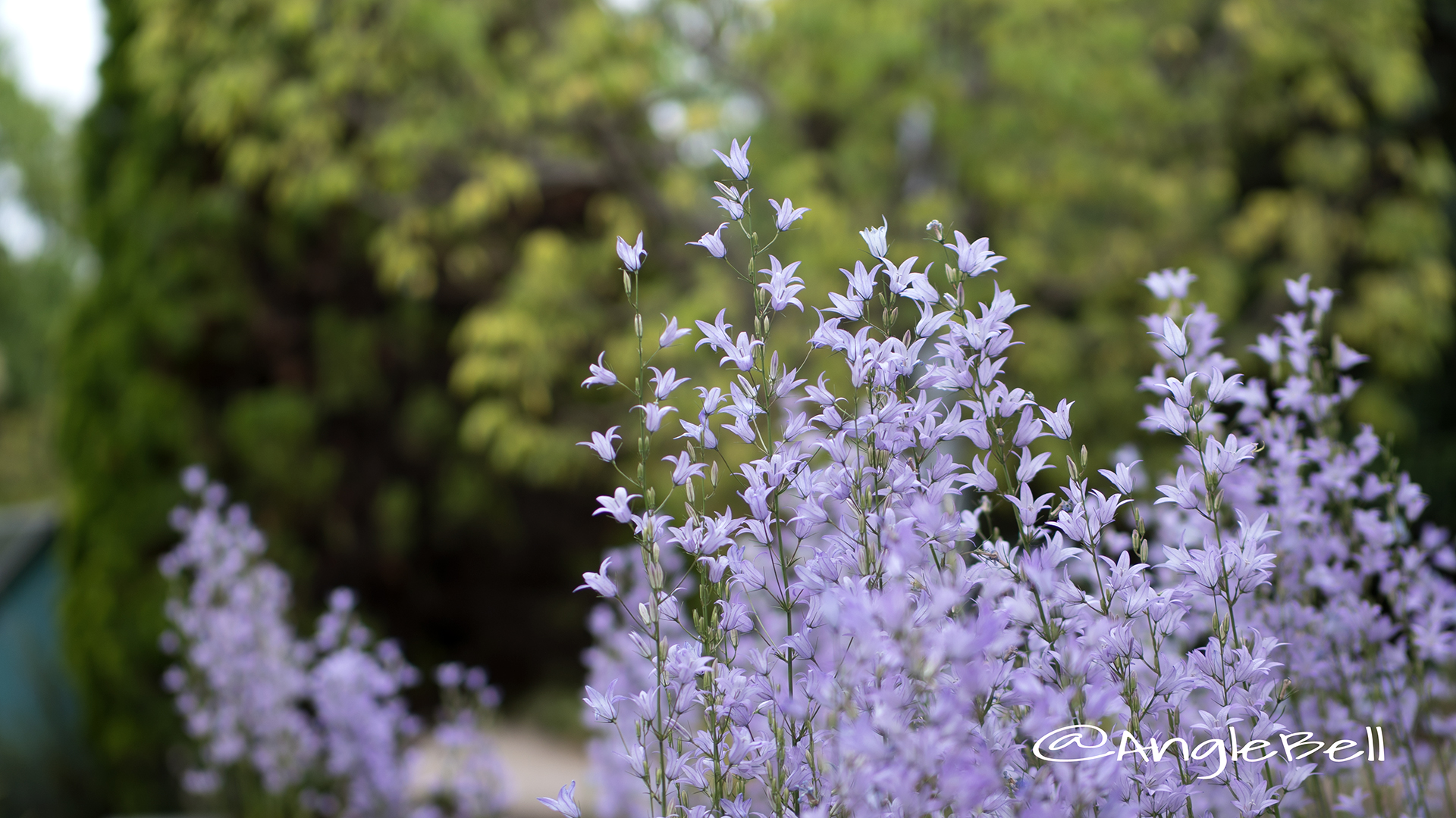 カンパニュラ Flower Photo5