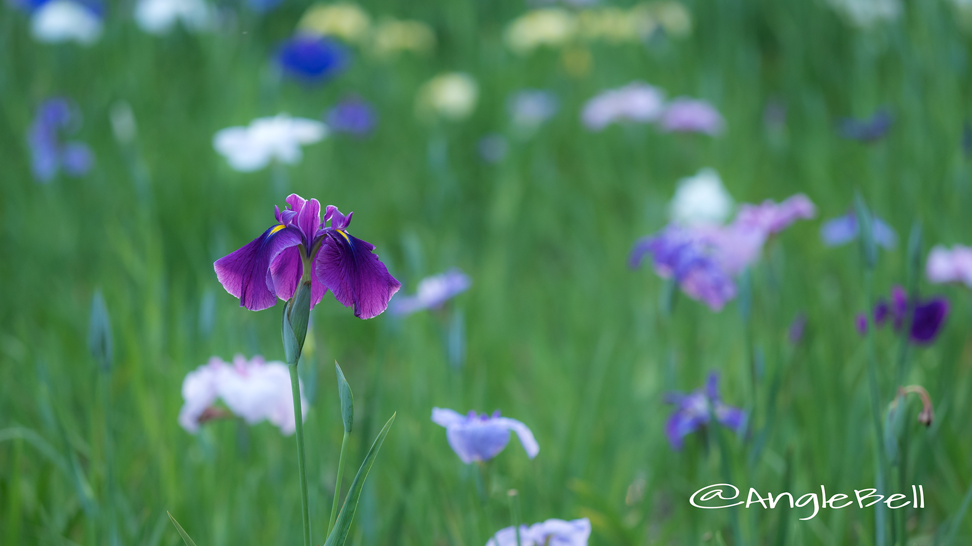 ハナショウブ 花菖蒲 Flower Photo5