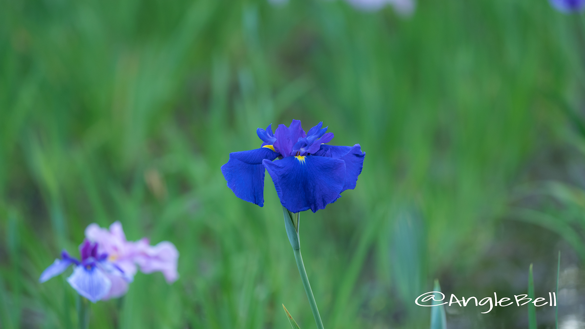 ハナショウブ 花菖蒲 Flower Photo6