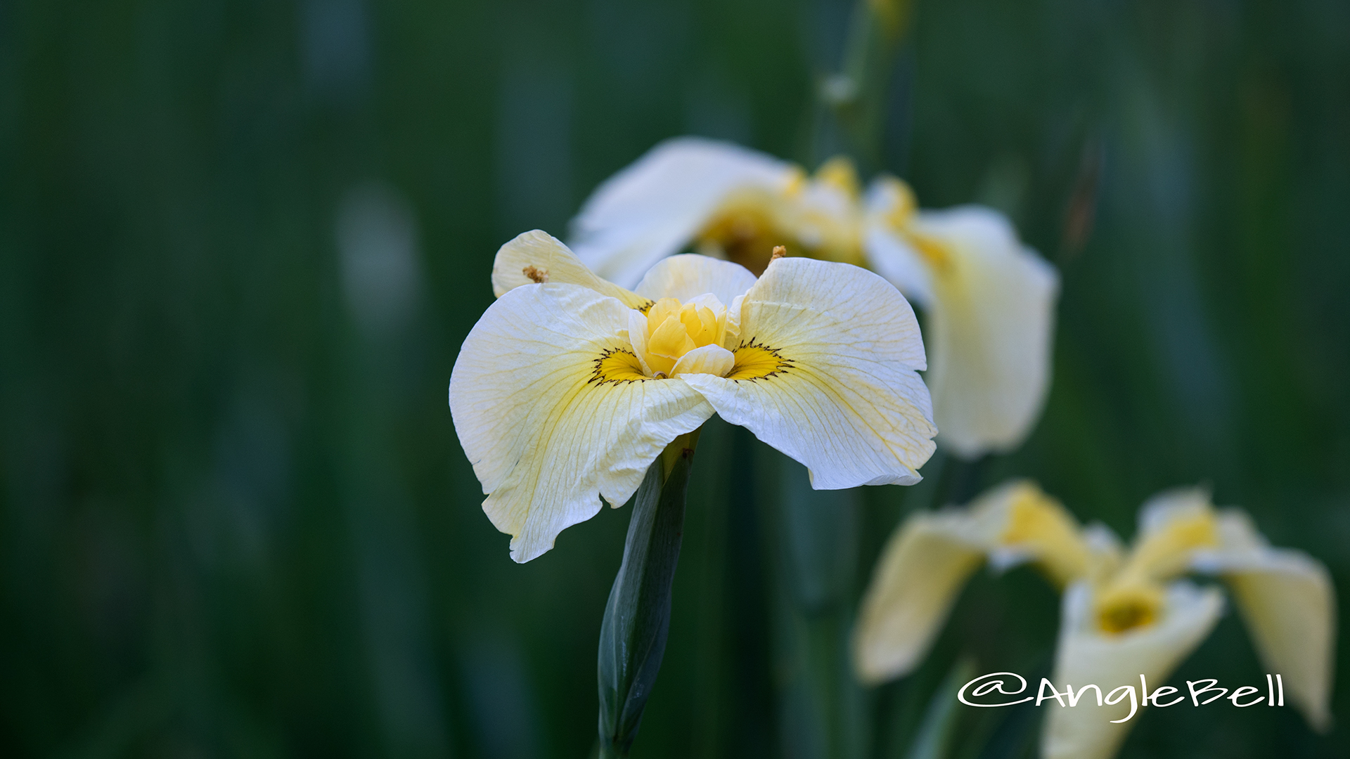 ハナショウブ 花菖蒲 Flower Photo3