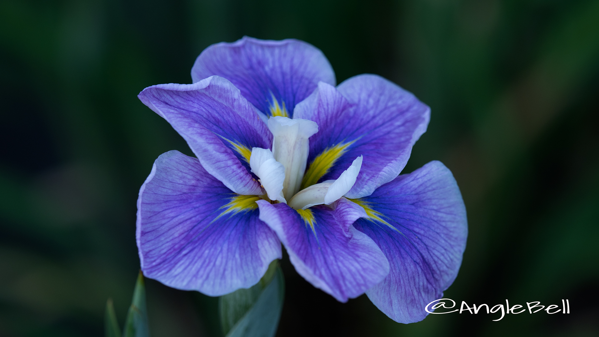 ハナショウブ 花菖蒲 Flower Photo2