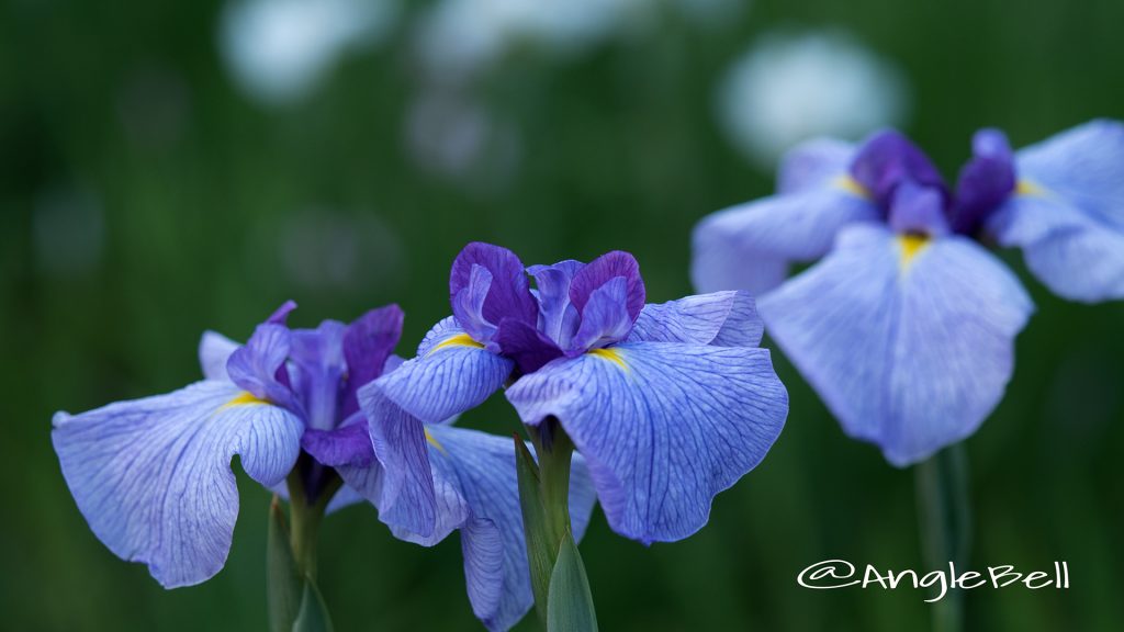 ハナショウブ 花菖蒲 Flower Photo1