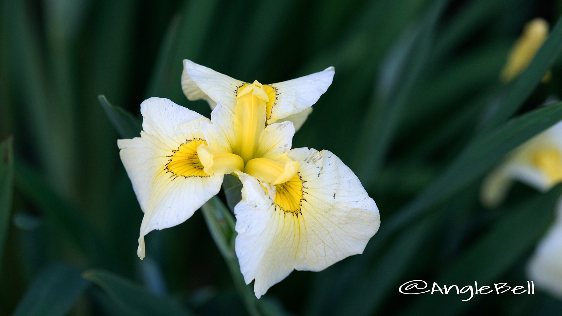 ハナショウブ 花菖蒲 Flower Photo4