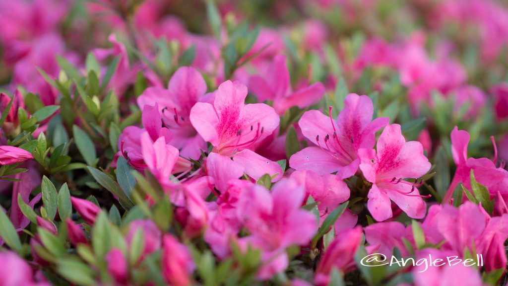 サツキ 皐月 Flower Photo1