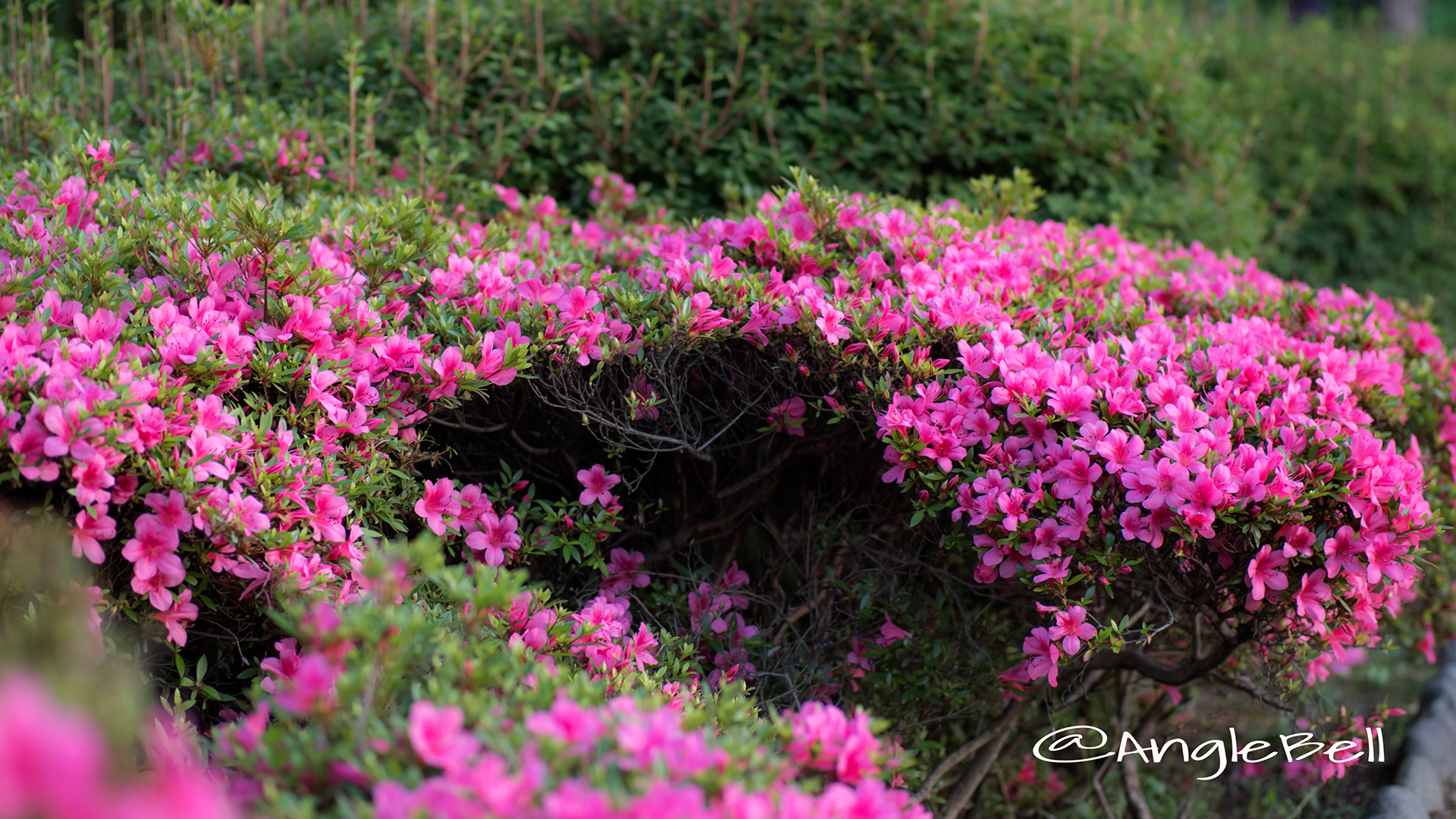 サツキ 皐月 Flower Photo2