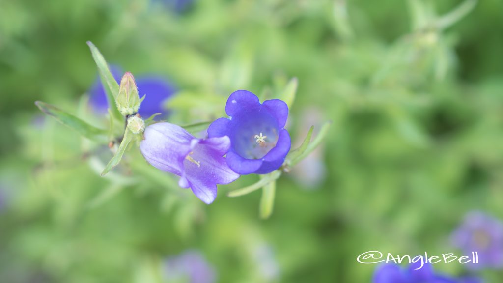 カンパニュラ Flower Photo1