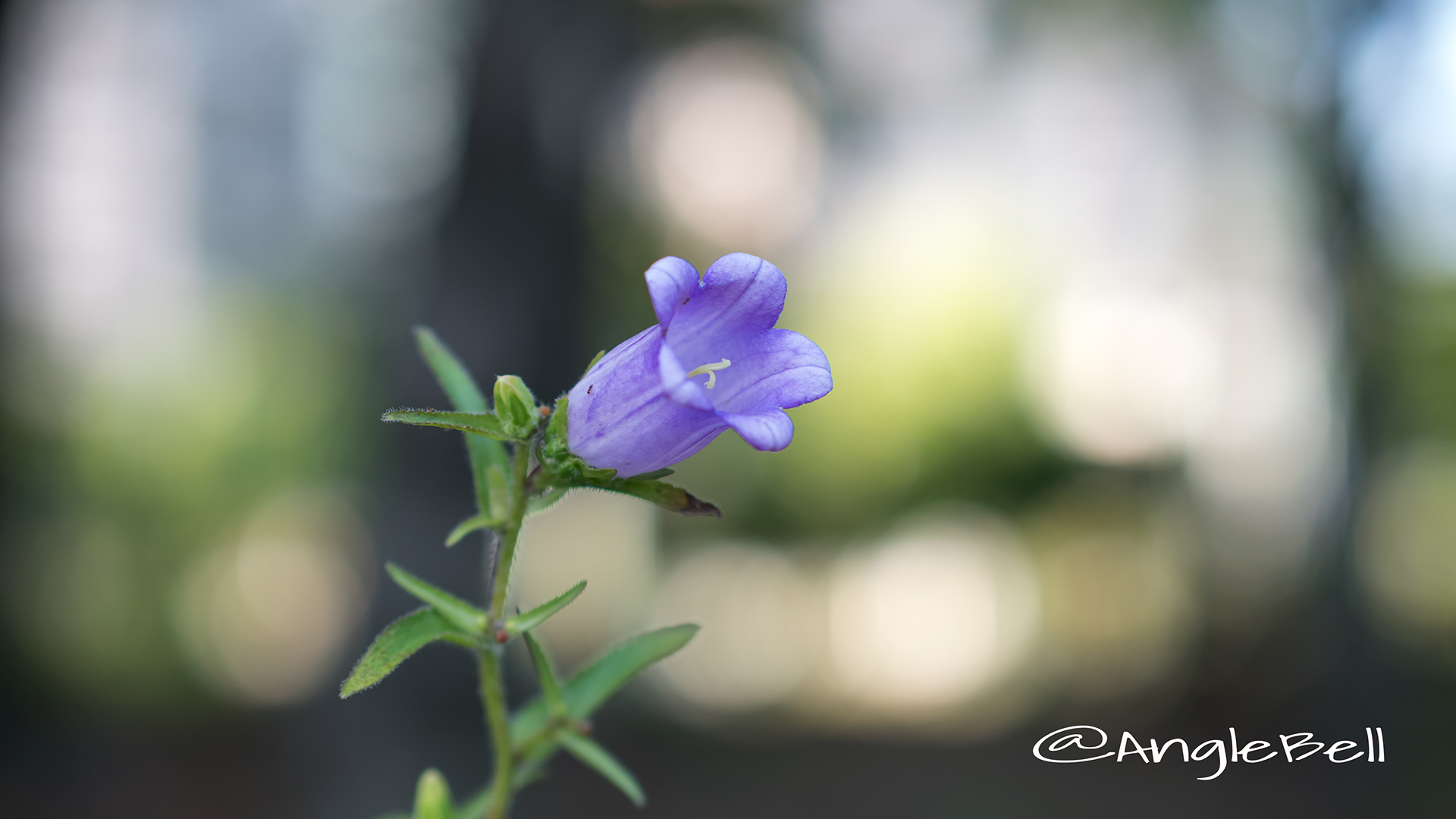 カンパニュラ Flower Photo4