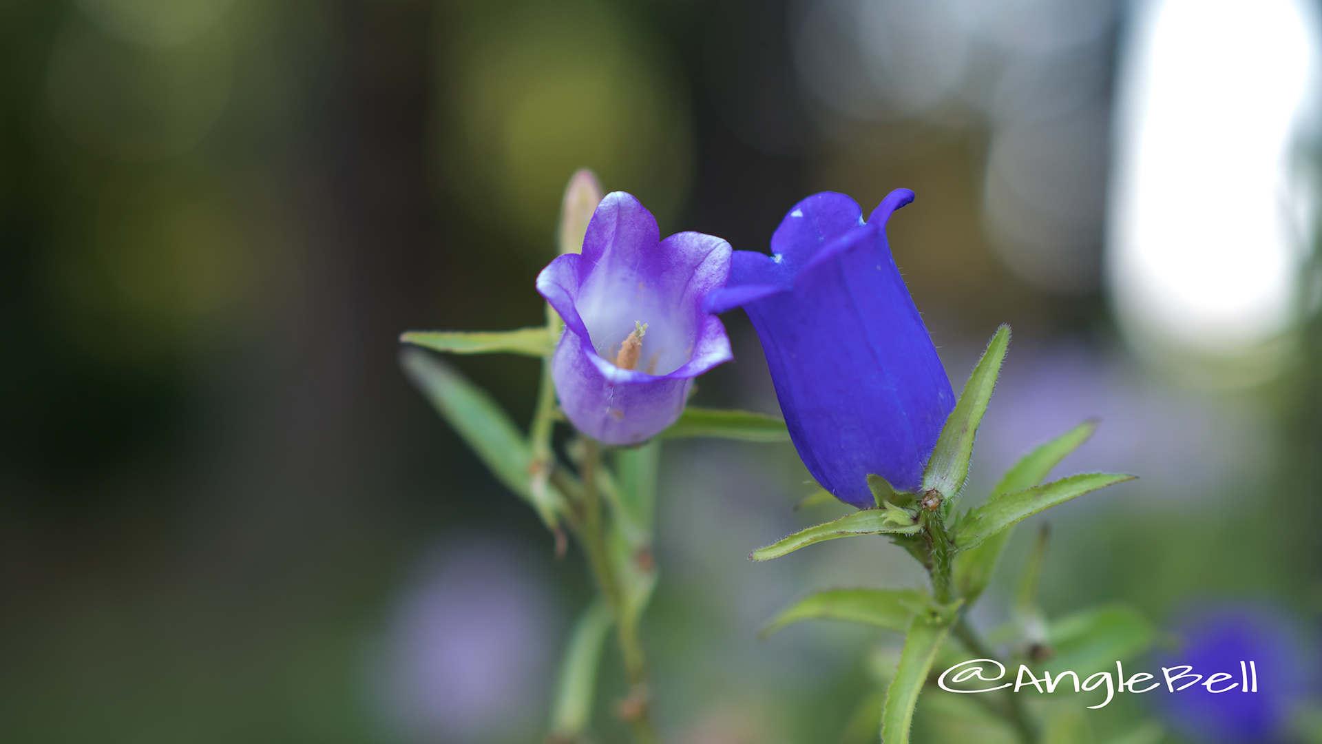 カンパニュラ Flower Photo2