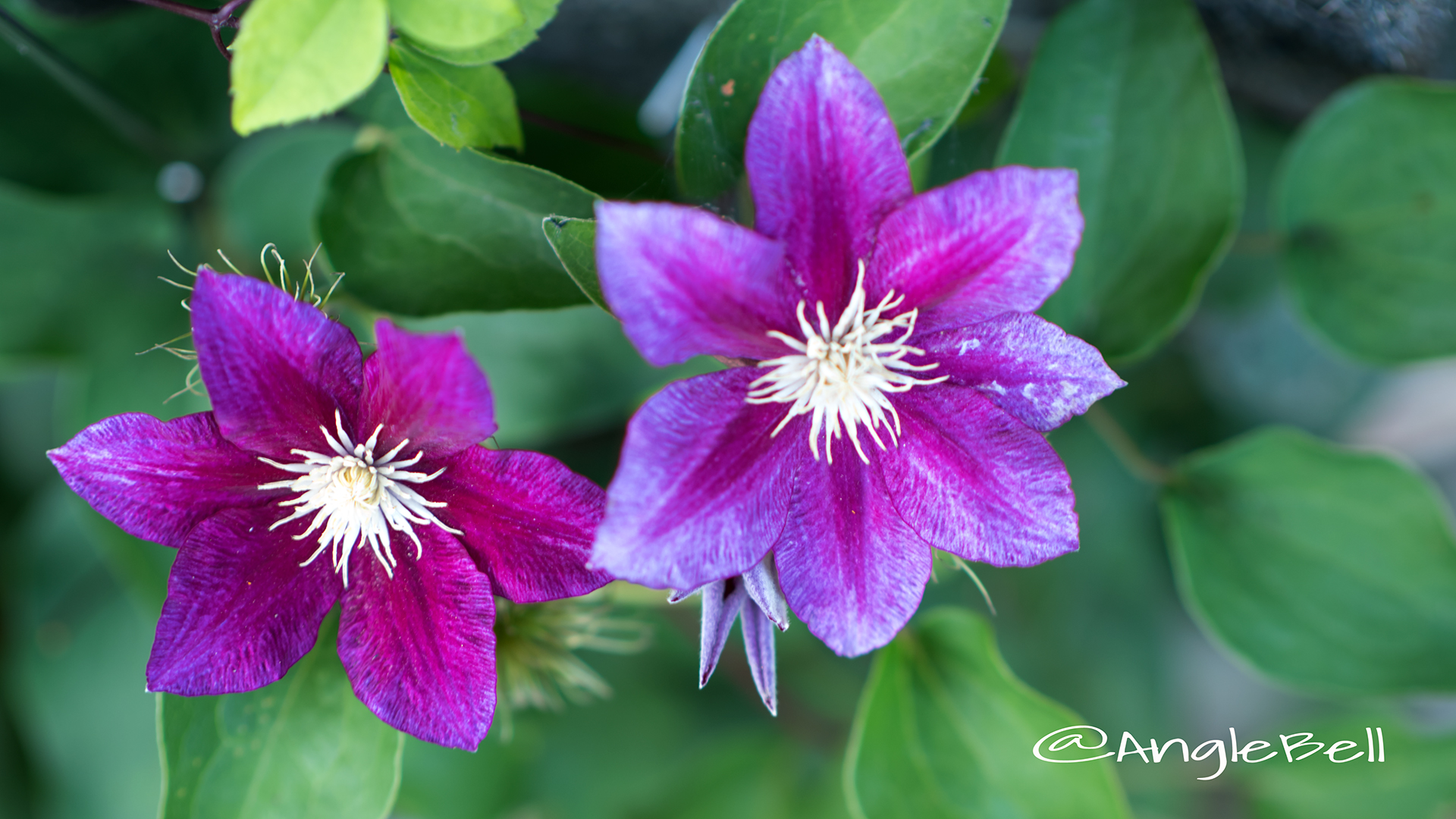 クレマチス Flower Photo2