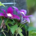 クレマチス Flower Photo1