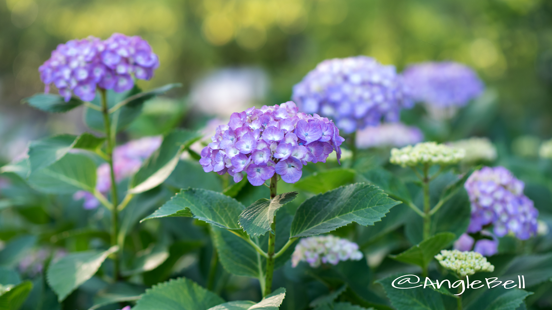 アジサイ 紫陽花 Flower Photo2