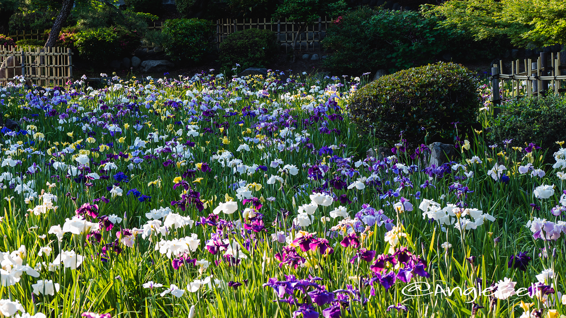 ハナショウブ 花菖蒲 Flower Photo9