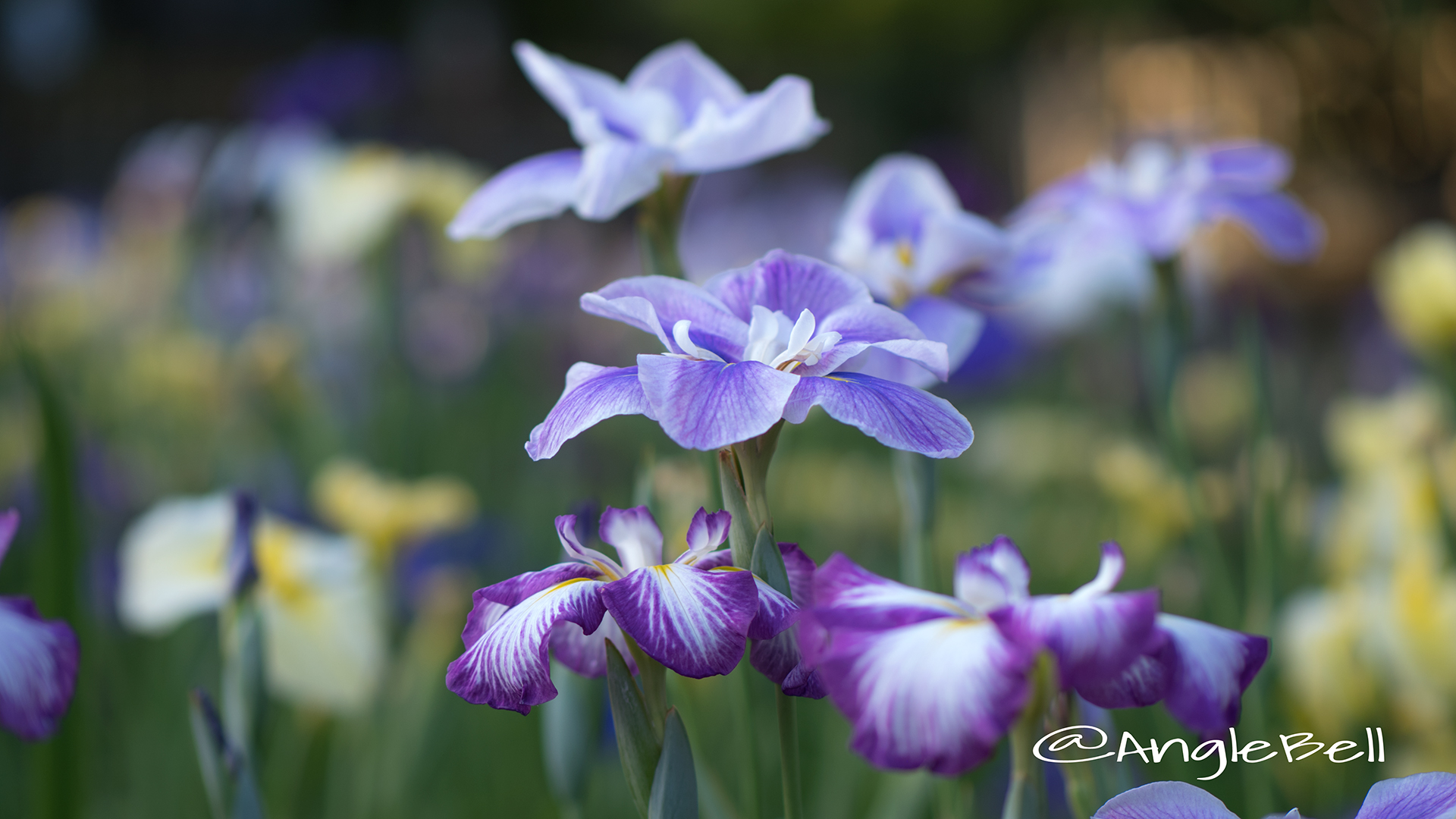 ハナショウブ 花菖蒲 Flower Photo7