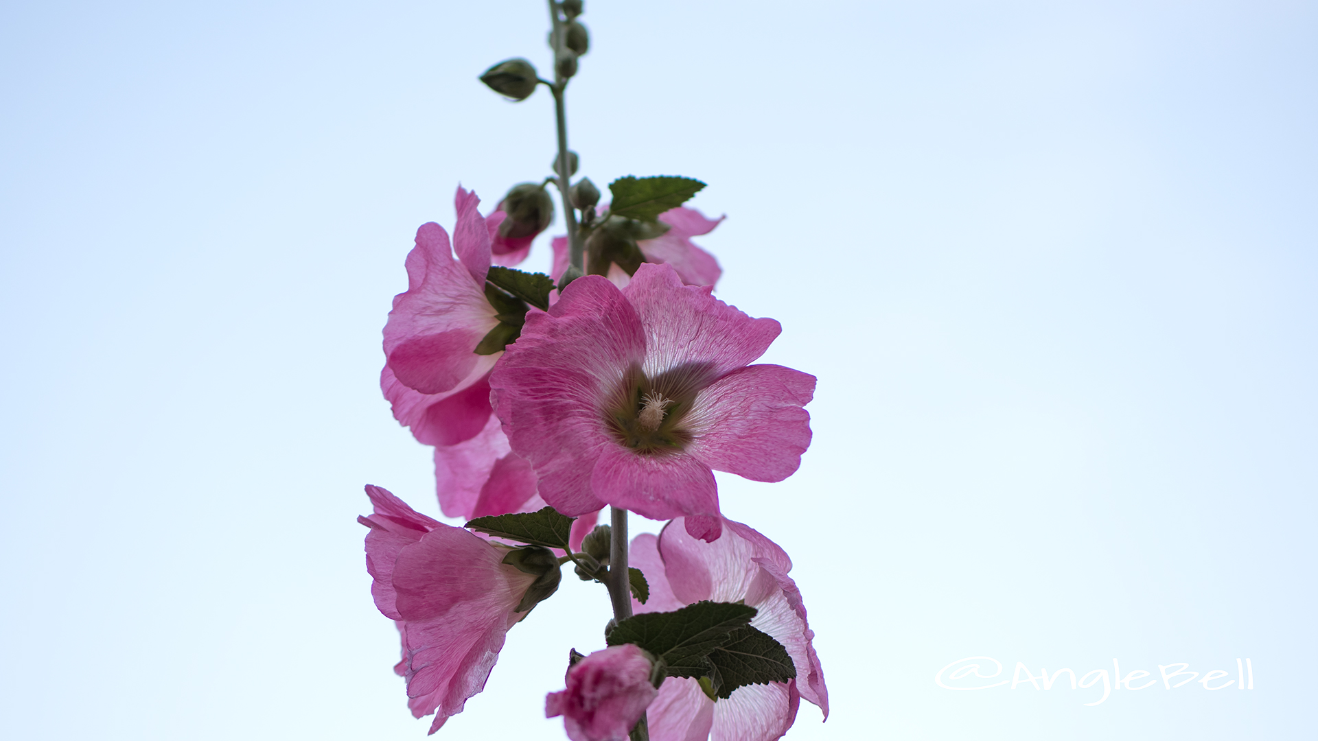 タチアオイ 立葵 Flower Photo2