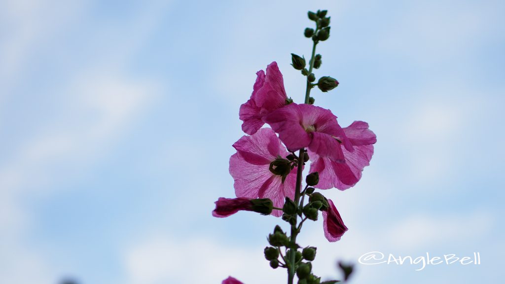 タチアオイ 立葵 Flower Photo1
