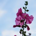 タチアオイ 立葵 Flower Photo1