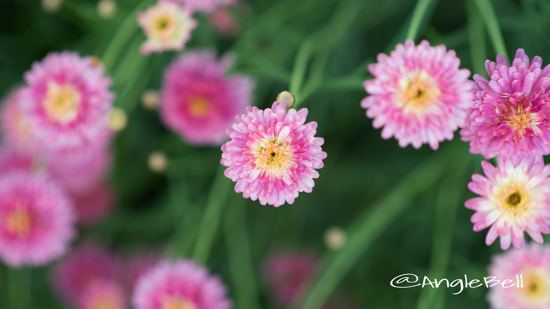 マーガレット ブリリアント ルージュ Flower Photo2