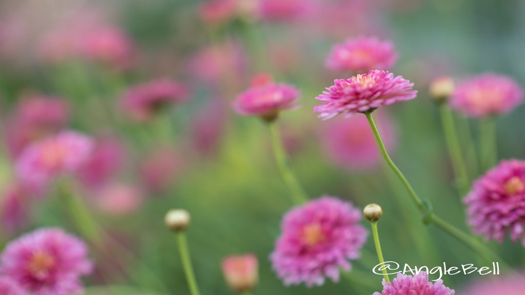 マーガレット ブリリアント ルージュ Flower Photo1