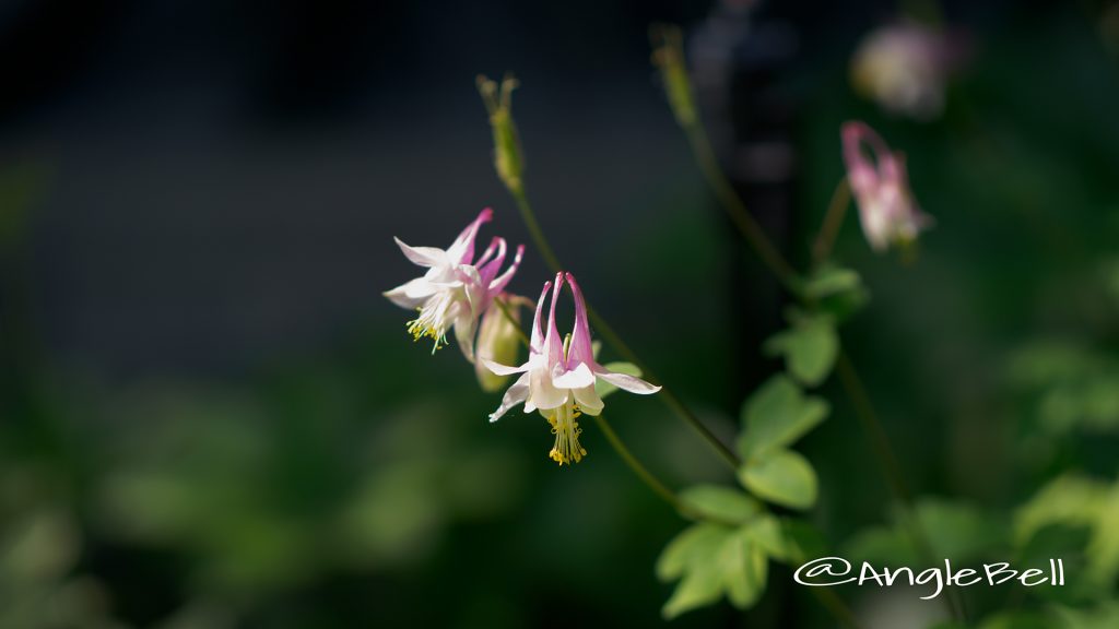 セイヨウオダマキ ピンクランタン Flower Photo1