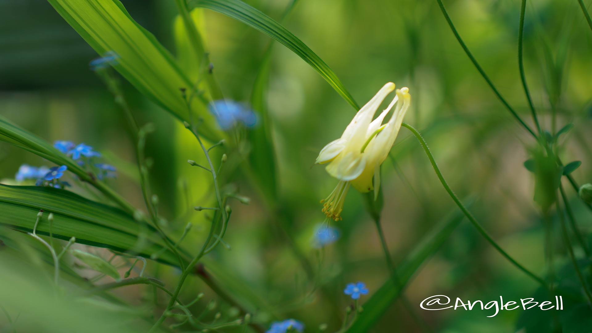 セイヨウオダマキ コルベット Flower Photo2