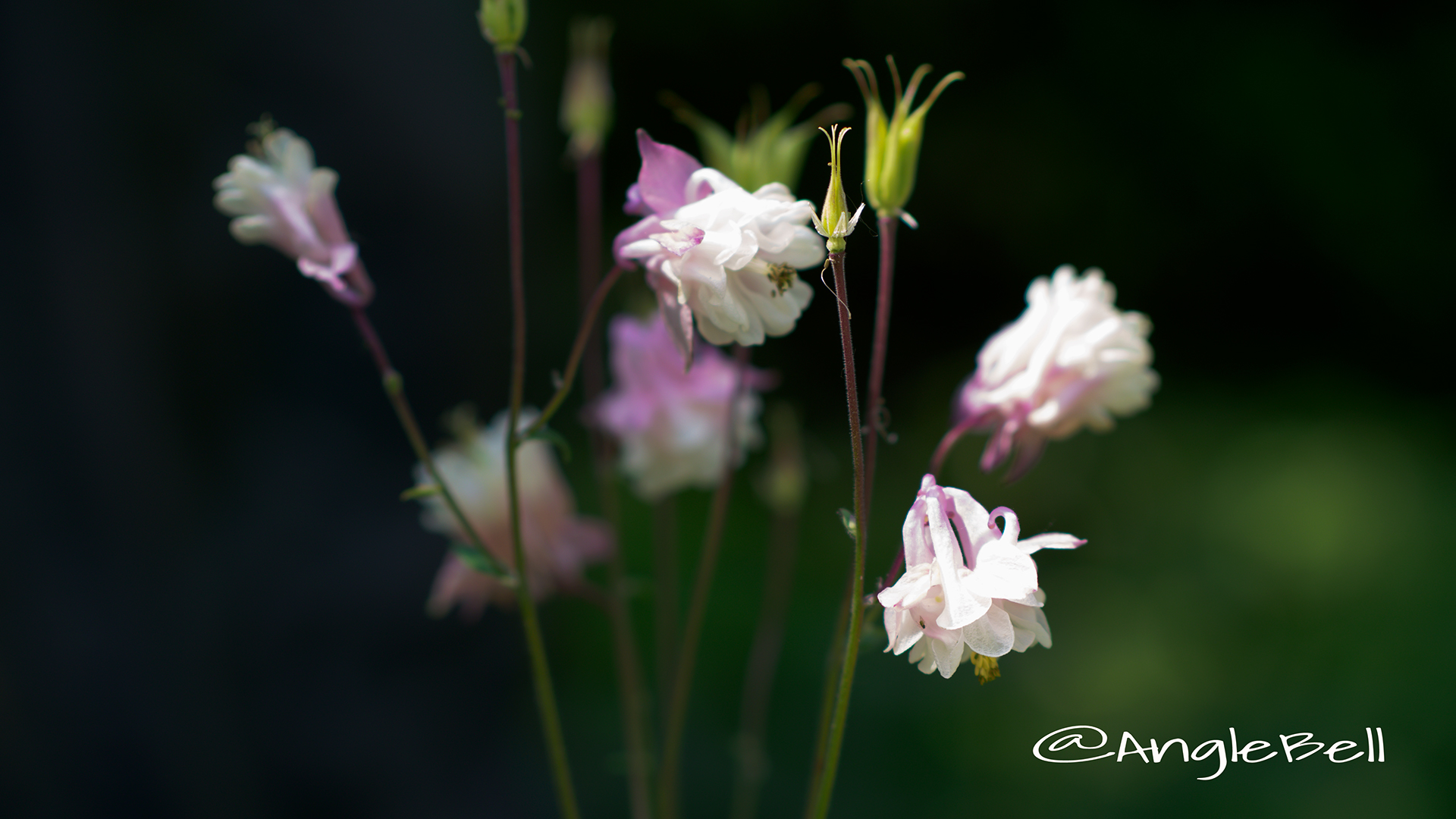 セイヨウオダマキ ピンクランタン Flower Photo2