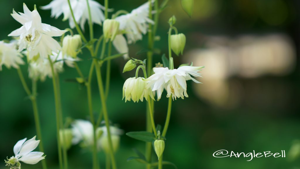 セイヨウオダマキ グリーンアップルズ Flower Photo1