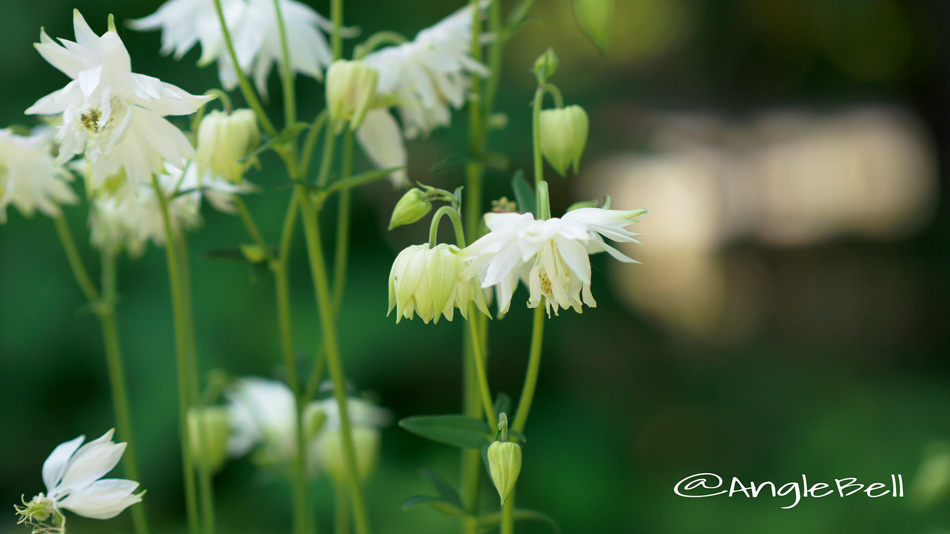 セイヨウオダマキ グリーンアップルズ Flower Photo1