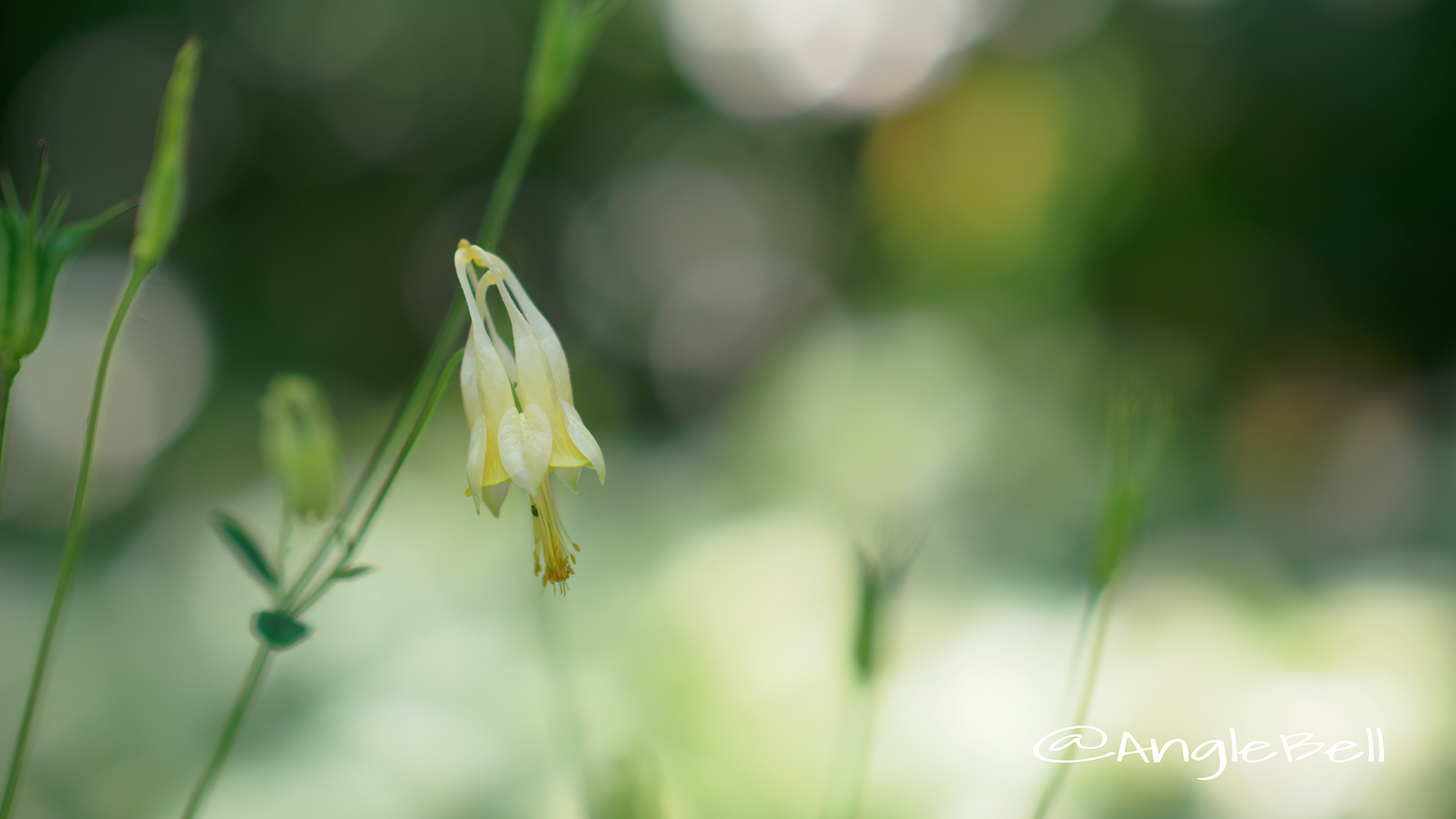 セイヨウオダマキ コルベット Flower Photo4