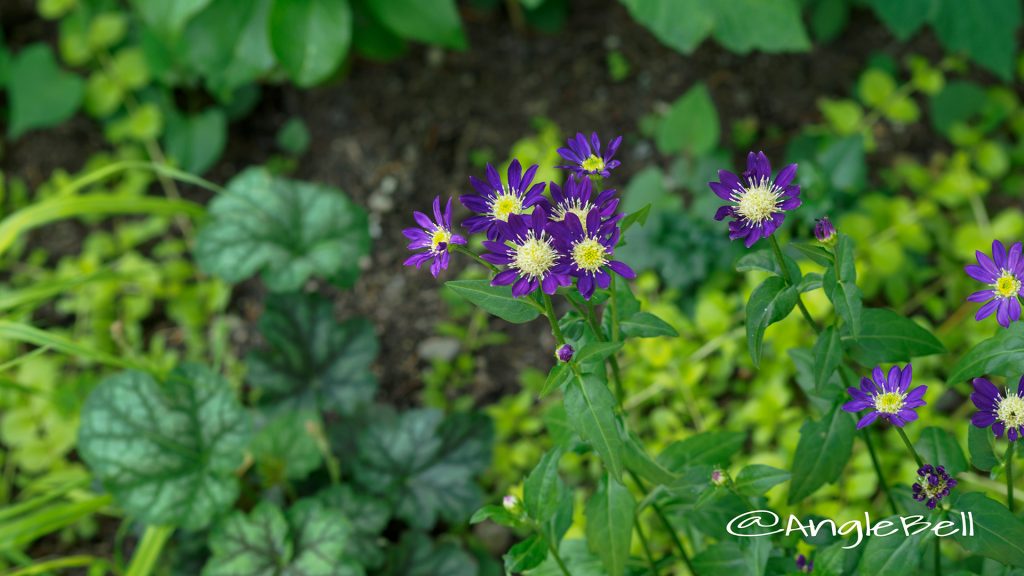 ミヤコワスレ 都忘れ Flower Photo1