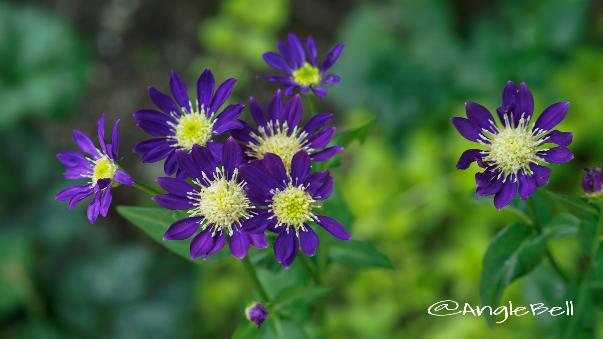 ミヤコワスレ 都忘れ Flower Photo2