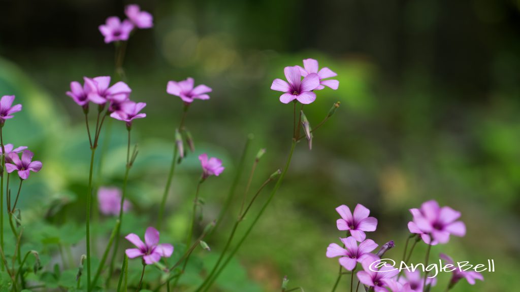 イモカタバミ 芋片喰 Flower Photo1